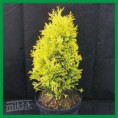 Thuja plicata "4-ever Goldy" - tuja riasnatá